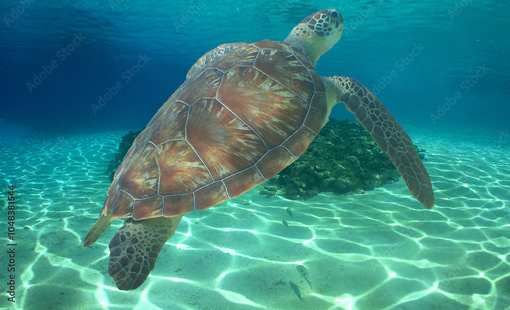 Fototapeta premium a sea turtle swimming shallowly in the crystal clear waters of the Venezuelan Caribbean Sea