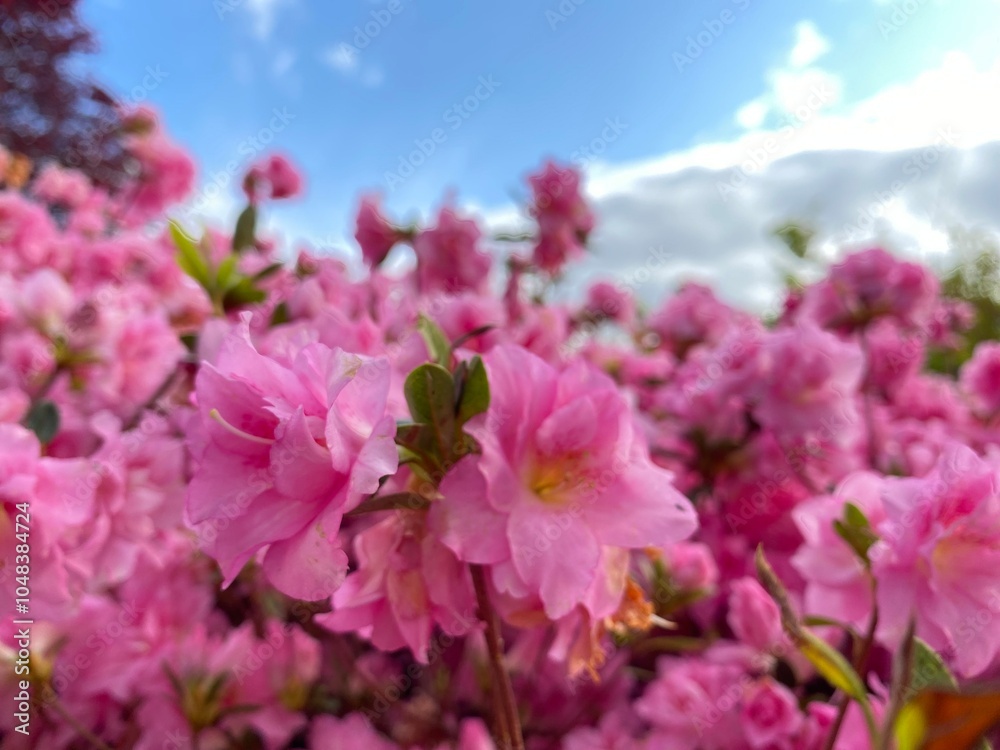 Fototapeta premium Rhododendron mucronulatum, the Korean rhododendron or Korean rosebay. Close-up pink flowers in the garden 