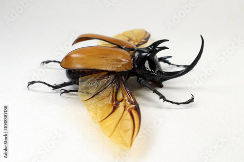 Giant yellow rhinoceros beetle Eupatorus gracilicornis showcasing its vibrant colors and intricate wing patterns while resting on a white background photo