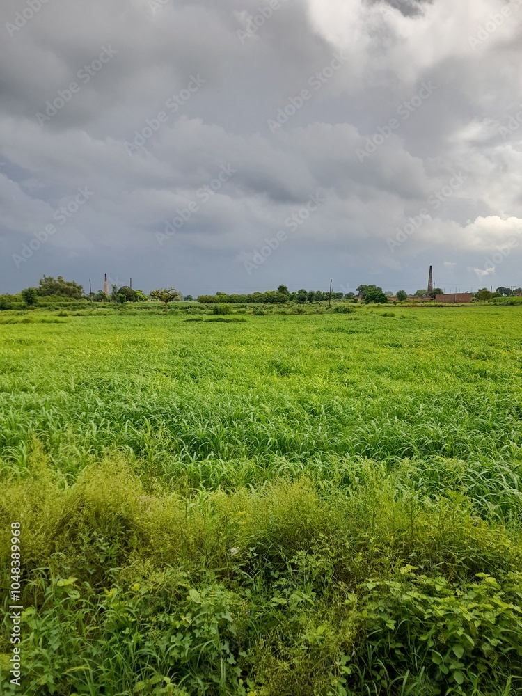 Obraz premium Cultivation. Pearl millet is one of the two major crops in the semiarid, impoverished, less fertile agriculture regions of Africa and southeast Asia.