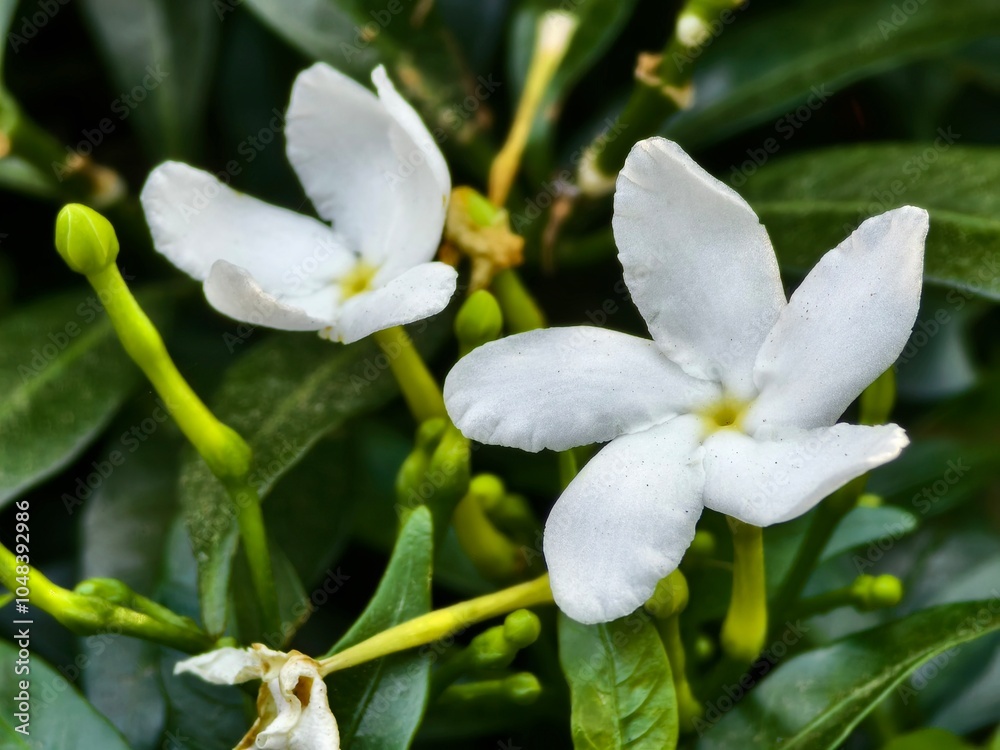 Mondokaki Flower (Tabernaemontana Divaricata) with blur background Mondokaki Flower (Tabernaemontana Divaricata) with blur background