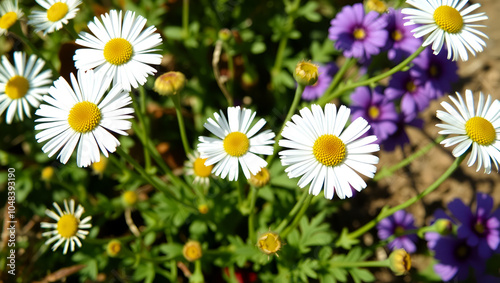 The beautiful white flowers of Erigeron annuus are another daisy that is widely grown as an ornamental plant. Annual Fleabane Small flowers  scientific name 