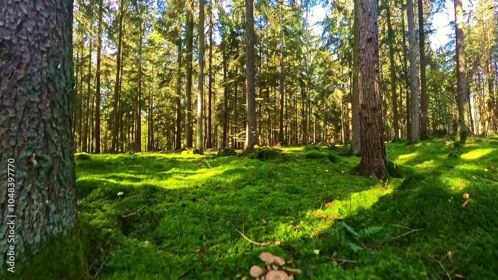 Waldidylle mit grünem Moos bewachsener Waldboden mit Pilzen und Nadelbäumen, sonnig, Herbst, Natur, Landschaft, friedlich
