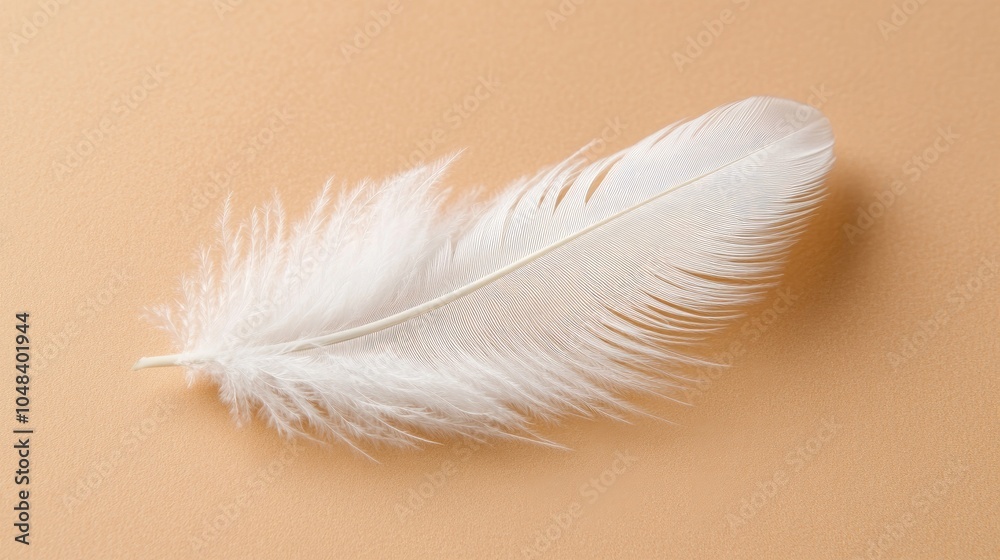 Obraz premium Delicate White Feather on Soft Background