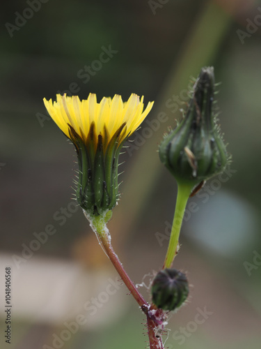 Close-up of a dandelion flower with another bard about to open