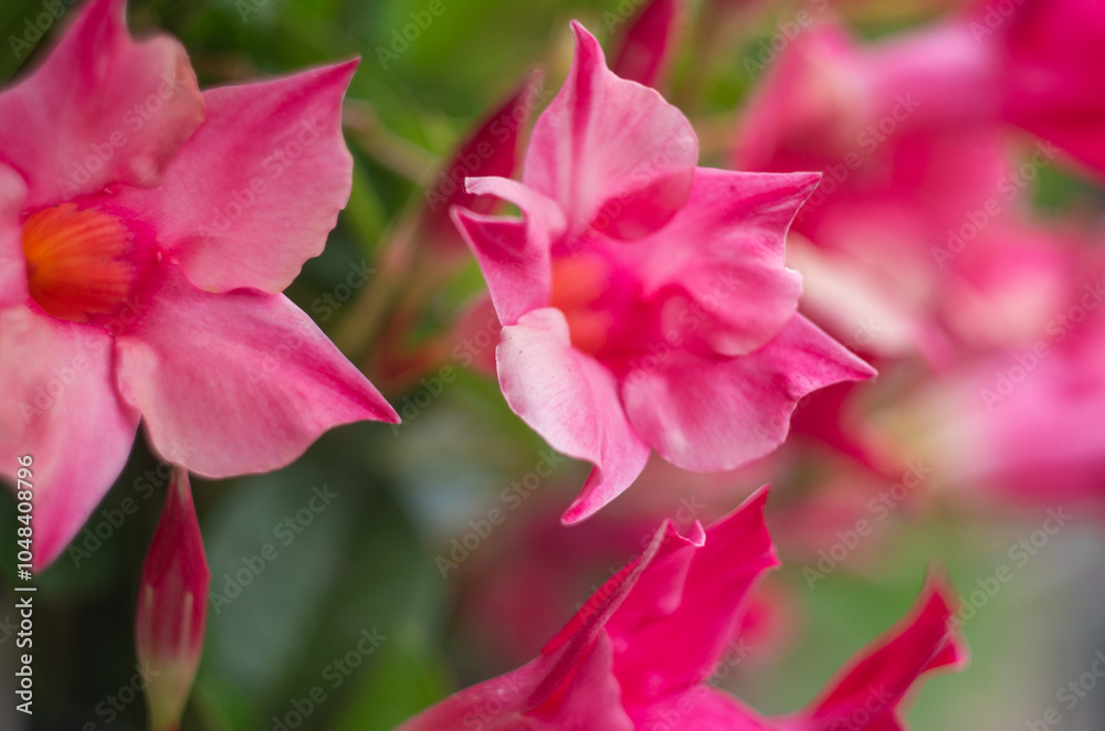 Obraz premium dilademia 