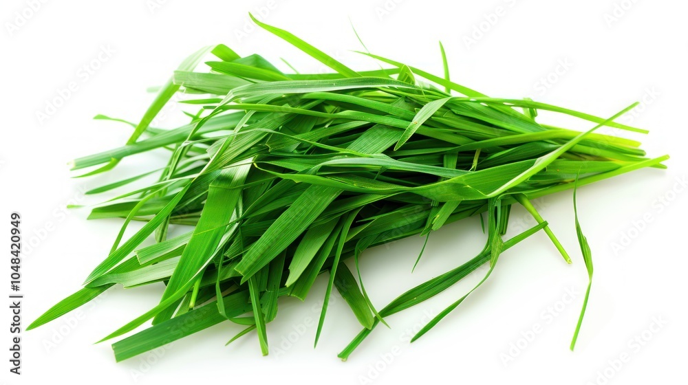 Fototapeta premium A Bunch of Freshly Cut Green Grass Blades