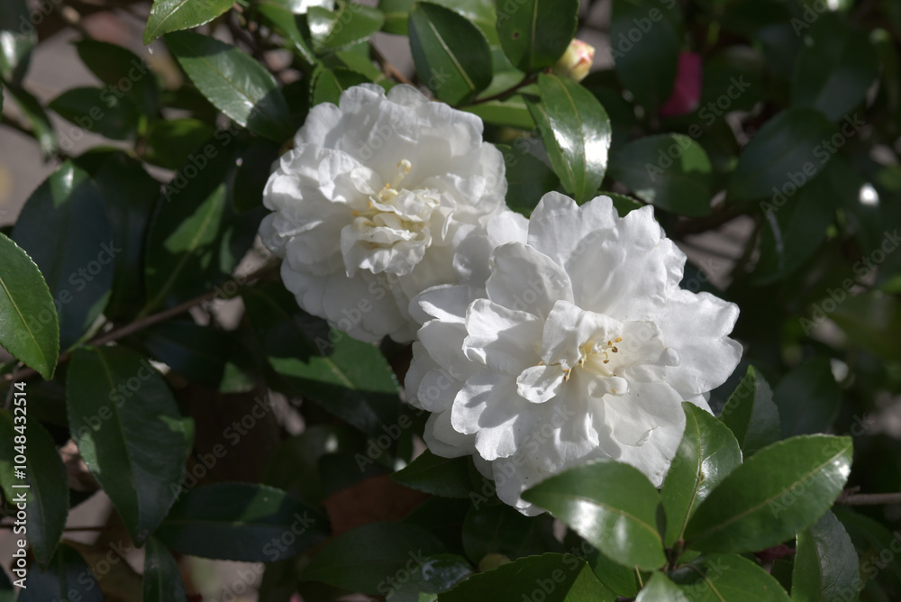 Obraz premium 白椿