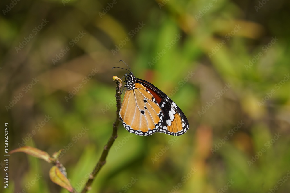 Obraz premium A bright organge wing of plain tiger butterfly. Sultan butterfly ; Danaus chrysippus