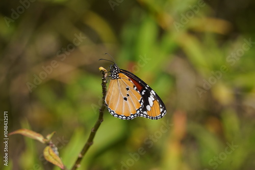 A bright organge wing of plain tiger butterfly. Sultan butterfly ; Danaus chrysippus photo