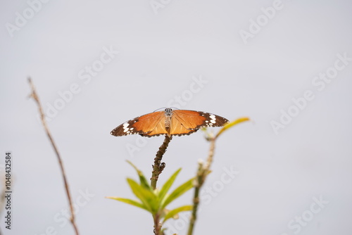 A bright organge wing of plain tiger butterfly. Sultan butterfly ; Danaus chrysippus photo