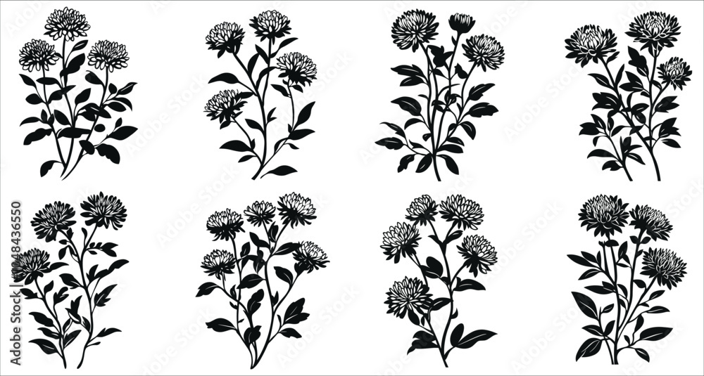 Set of black aster flowers vector, Set of aster flower silhouettes collection, Beautiful aster flower silhouettes, Decorative floral design elements, Aster flowers silhouettes on white background Set of black aster flowers vector, Set of aster flower silhouettes collection, Beautiful aster flower silhouettes, Decorative floral design elements, Aster flowers silhouettes on white background