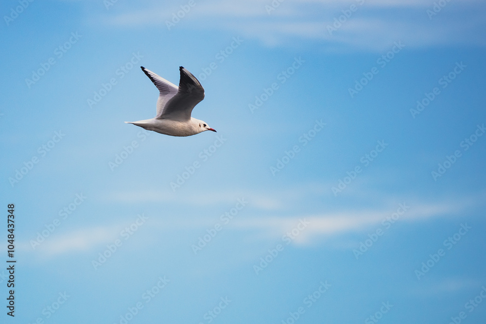 Obraz premium Seagulls in Flight Against Blue Sky Background