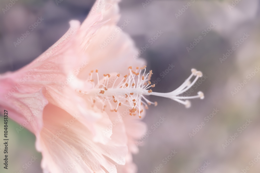 Fototapeta premium background with pink flower. Wallpaper with flowers. Backdrop with copy space. picture for congratulations. garden flowers. poster for interior. picture for house. flowers close-up, macro photo