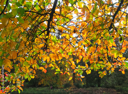 Colours of autumn fall - beautiful black Tupelo tree in front of blue sky photo