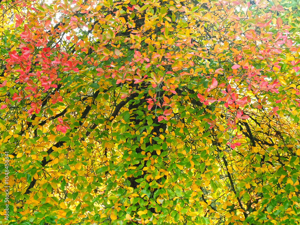 Colours of autumn fall - beautiful black Tupelo tree in front of blue sky Colours of autumn fall - beautiful black Tupelo tree in front of blue sky