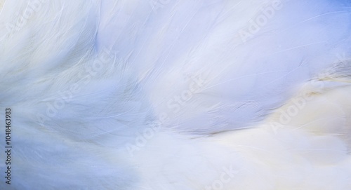white feathers background