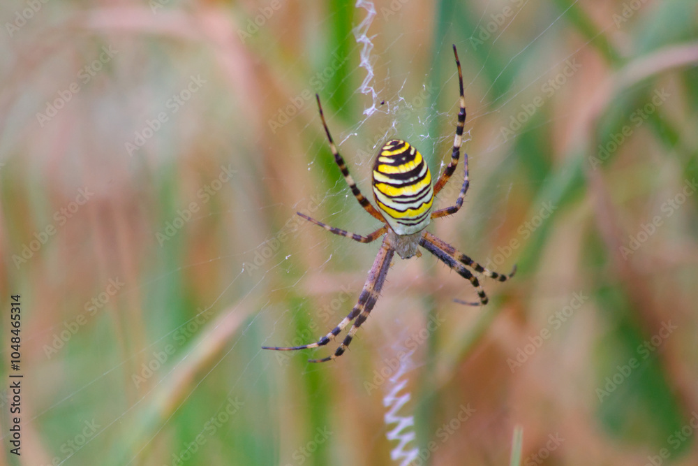 Wasp spider sitting on its web, close-up. Wasp spider sitting on its web, close-up.