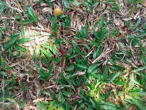 Background of green grass and dried grass with sunlight