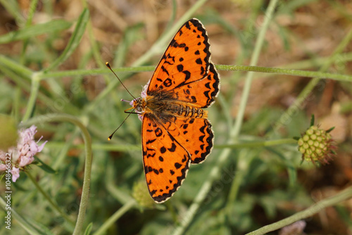 Closeup shot of a spotted fritillary butterfly Melitaea didyma, with spread wings photo