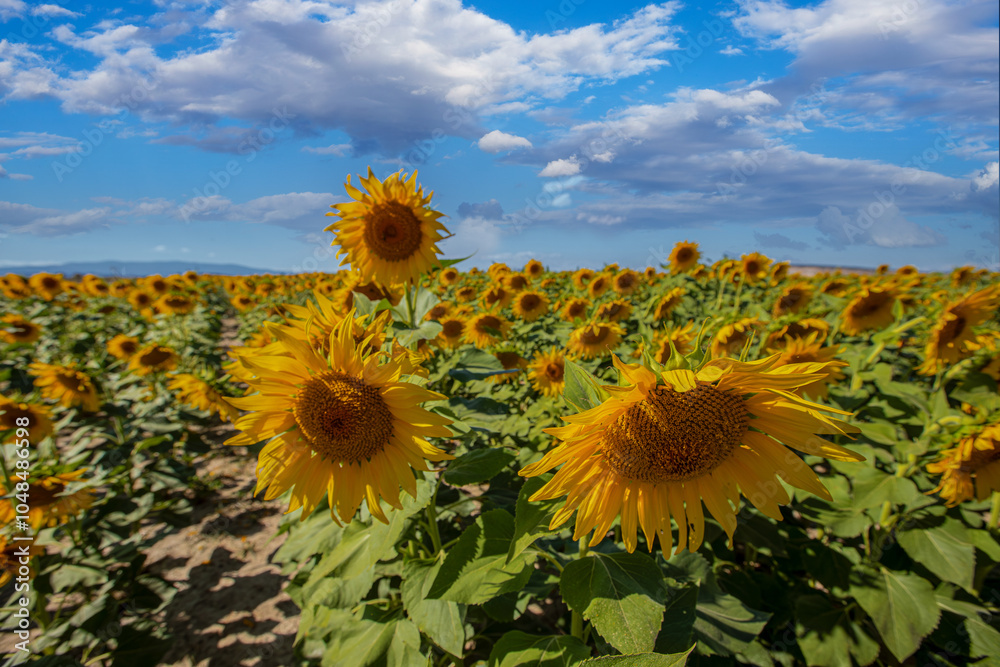 A cloudy sky and a sunflower field. Ripe sunflowers ready for harvest.
