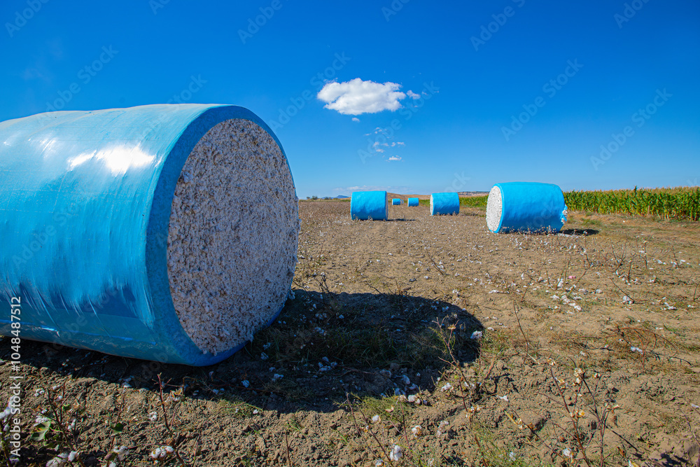 Cotton harvest. Cotton collected from the field with machines was rolled into blue rolls.