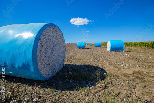 Obraz na płótnie Cotton harvest. Cotton collected from the field with machines was rolled into blue rolls. w salonie