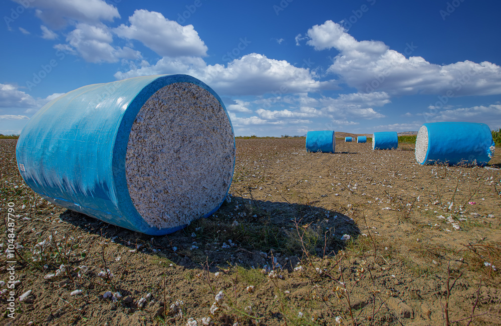 Cotton harvest. Cotton collected from the field with machines was rolled into blue rolls.