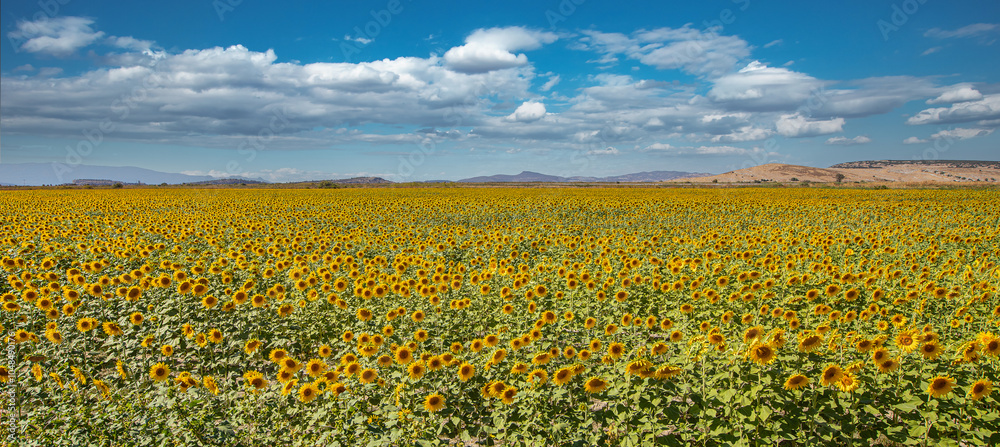 A cloudy sky and a sunflower field. Ripe sunflowers ready for harvest.