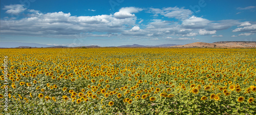 Obraz na płótnie A cloudy sky and a sunflower field. Ripe sunflowers ready for harvest. w salonie