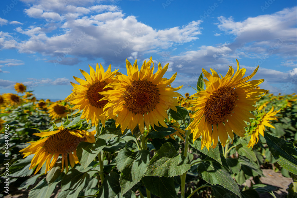 A cloudy sky and a sunflower field. Ripe sunflowers ready for harvest.
