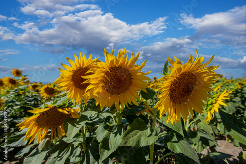 Obraz na płótnie A cloudy sky and a sunflower field. Ripe sunflowers ready for harvest. w salonie