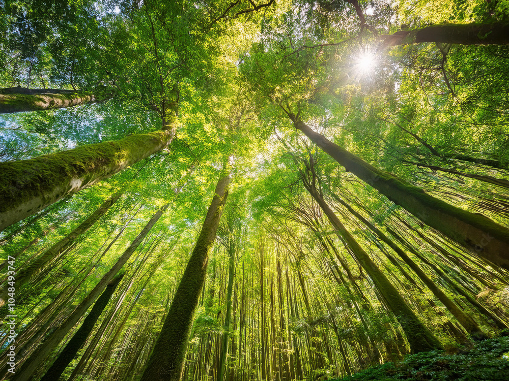 Naklejka premium forest with tall trees and sunlight