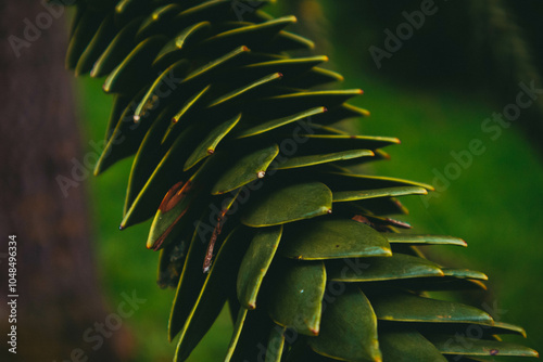 Green unusual plant in the park. Botanical Garden of the German city of Karlsruhe photo