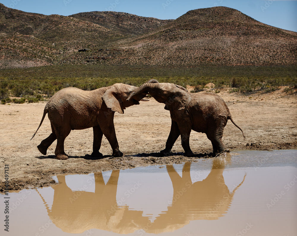 Fototapeta premium Playful, elephant and animals in zoo for conservation, wildlife and sustainability outdoors. Destination, location and savannah with big five mammal for survival, indigenous and trunk in safari river