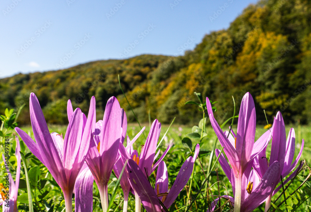 Purple crocus flowers in a meadow on a sunny day