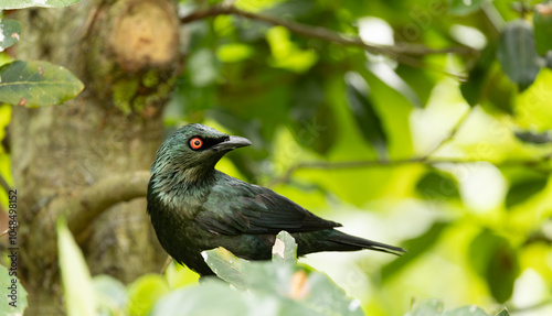 Aplonis panayensis Asian glossy starling in close view photo