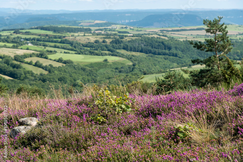 Erica cinerea, Bruyère cendrée, Causse de Sévérac, Sévérac le Château, 12, Aveyron,France