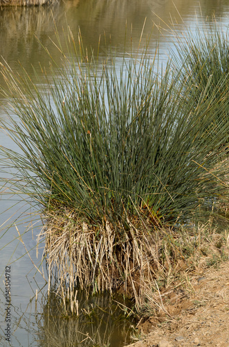 jonc piquant, juncus acutus, Parc Naturel Régional de Camargue, région Provence Alpes Cote d'Azur, Bouches du Rhône, 13, France photo