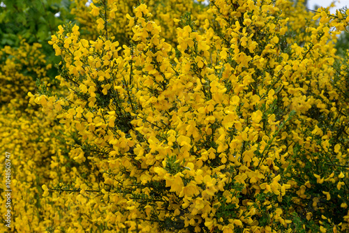 Genêt à balais, Cytisus scoparius photo