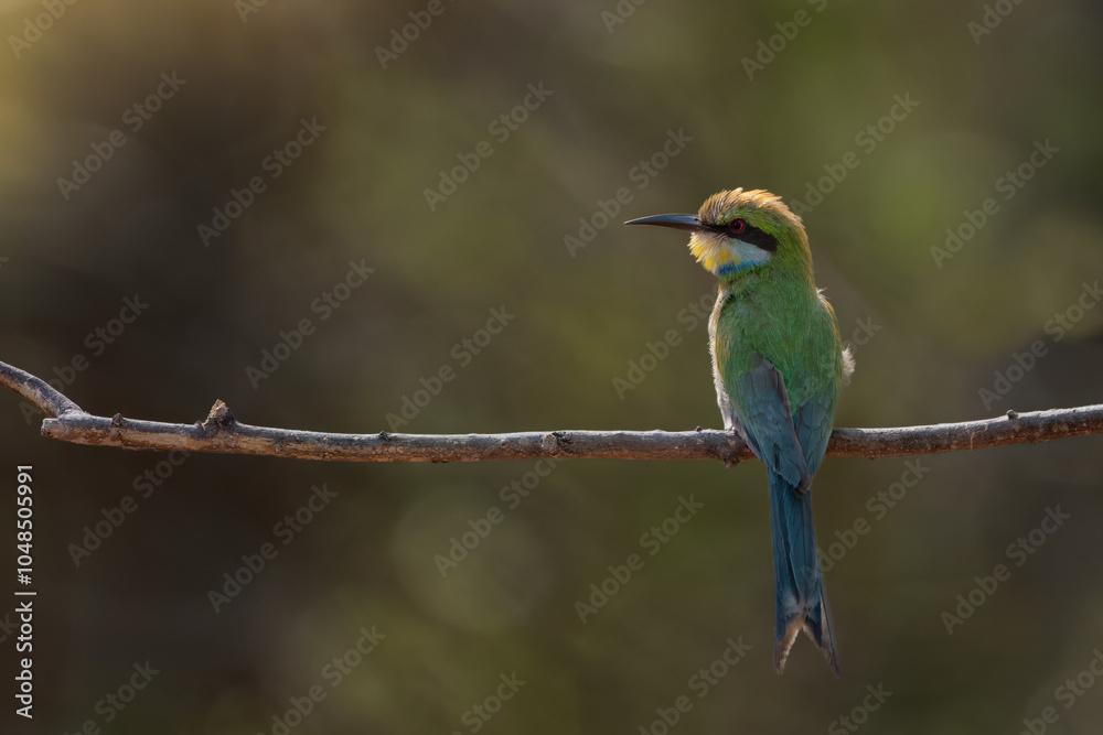 bee eater perched on branch bee eater perched on branch