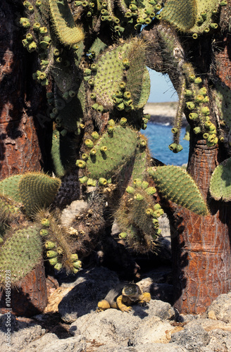 Iguane térrestre des Galapagos, Conolophus subcristatus, Cactus raquettes, Opuntia echios, Archipel des Galapagos, Equateur photo