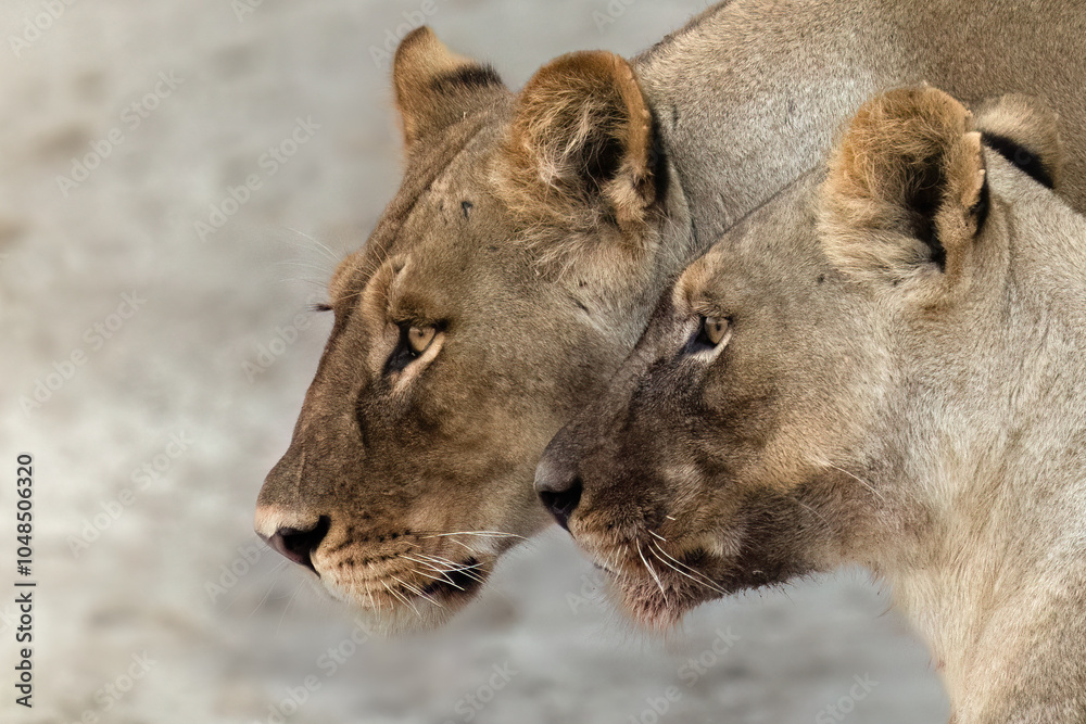 Naklejka premium Lionesses portrait