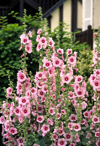 Wallpaper Mural Rose trémiére, Altéa, Altea rosea cav. Torontodigital.ca