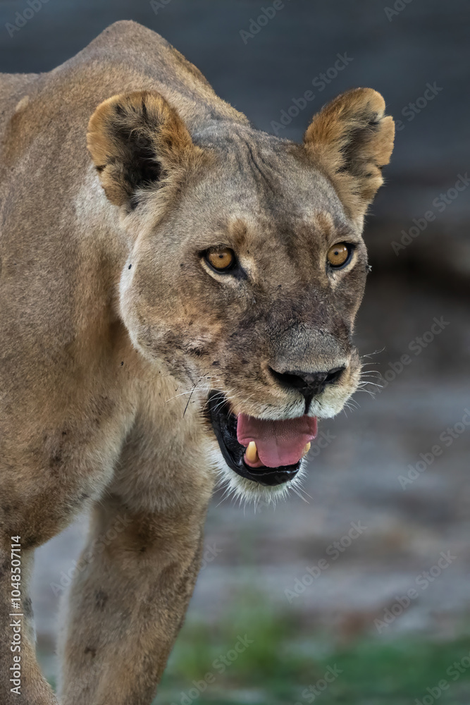 Naklejka premium Portrait of a lion