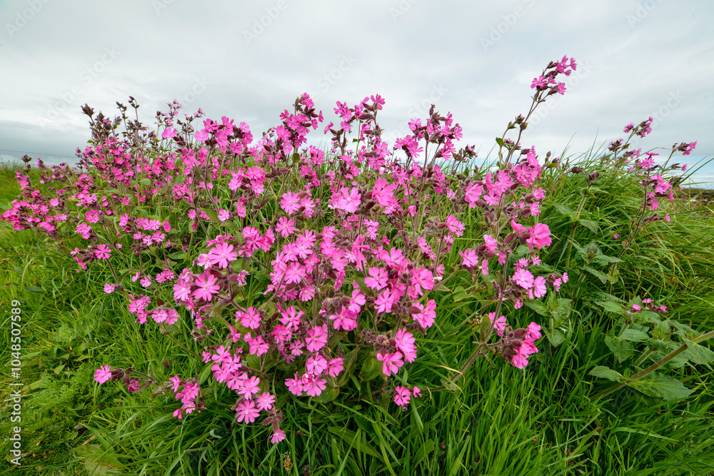 Silène dioïque, Compagnon rouge, Silene dioica Silène dioïque, Compagnon rouge, Silene dioica
