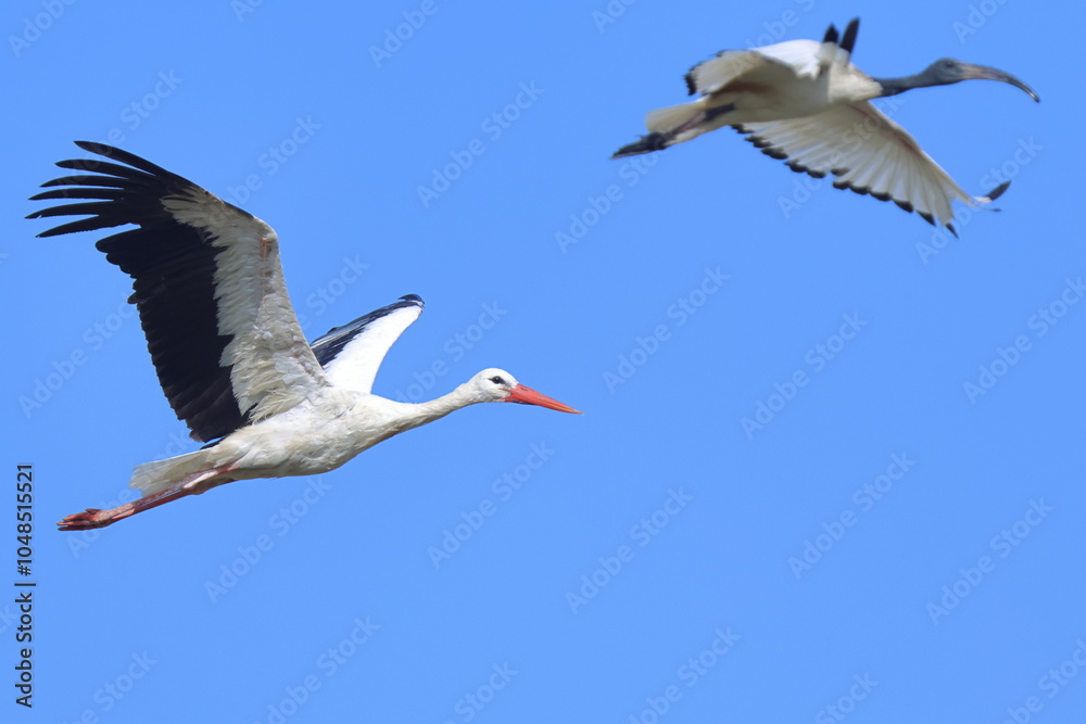 Fototapeta premium bellezza in volo