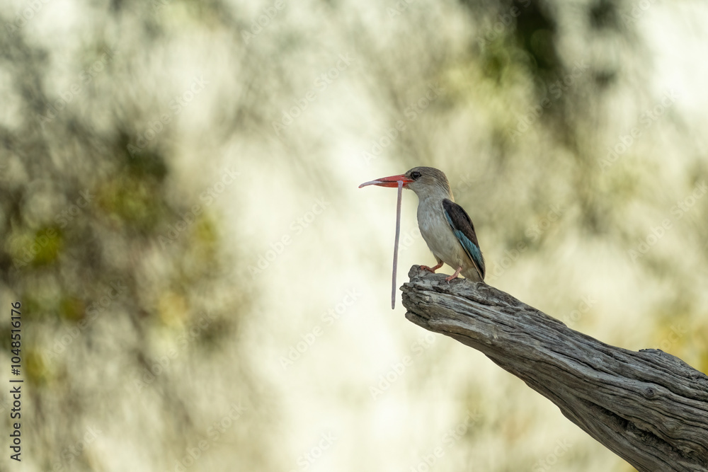 Fototapeta premium Brown Hooded Kingfisher with prey