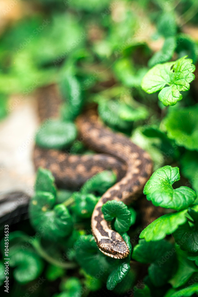 Obraz premium snake viper on grass