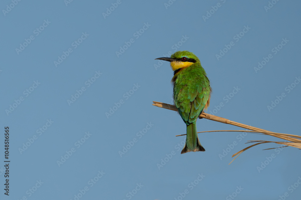Fototapeta premium Little Bee-Eater on branch